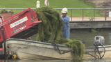 人気の公園に “水草” 大量発生…正体は「オオカナダモ」遊覧船運航に支障 刈り取り追いつかず専用船も大忙し「富岩運河環水公園」富山 | 富山のニュース|天気・防災|チューリップテレビ
