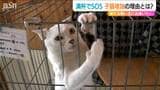 子猫は新たな飼い主に出会いたい!飼育スペース“満杯”でSOS「動物飼いたい人は 愛護センターも選択肢に」新潟市 | 新潟のニュース・天気|BSN NEWS|BSN新潟放送