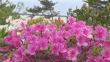 ヒラドツツジ見ごろ　島根県立石見海浜公園　|　BSSニュース | BSS山陰放送