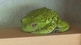 今年もいるかな?…いました!準絶滅危惧種・モリアオガエル「本当によく来たね」 山口・萩|TBS NEWS DIG