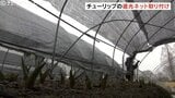 今年は350万本のチューリップフェア 開花を調整する遮光ネットの取り付けはじまる 富山・砺波市|TBS NEWS DIG