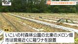 メロン畑で81歳女性がクマに襲われ...鶴岡市が対策会議開く 現場近くには箱ワナ設置(山形) | 山形のニュース│TUYテレビユー山形
