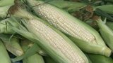 小学生が白いトウモロコシ「白雪姫」760本を収穫 糖度は18度以上 生食も 大分 | 大分のニュース|OBS NEWS|大分放送