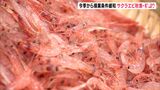 “駿河湾の宝石”サクラエビ秋漁の初競り　今季から操業条件を緩和「資源管理をしっかりしながら漁を行う」ー静岡・由比漁港|TBS NEWS DIG