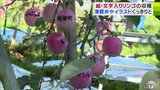 「ここ数年で最高の出来」絵・文字入りリンゴの収穫作業はじまる 津軽弁のほかハロウィンをイメージしたイラストも|TBS NEWS DIG