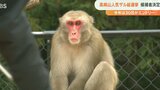 高崎山 人気ザル総選挙 30匹の候補決まる 「人気」と「イケメン」の2部門で選出 | 大分のニュース|OBS NEWS|大分放送