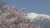 桜越しに臨む残雪のアルプス…大草城址公園で桜見頃に 10種類以上300本が彩る 長野・中川村|TBS NEWS DIG
