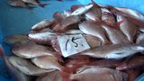 タイ類18倍、ブリ38倍!前年漁獲を大きく上回る一方でサクラマス、マイワシは・・・岩手県内水揚げ状況|TBS NEWS DIG
