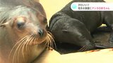 「めちゃくちゃかわいかったです。フワフワで」桂浜水族館にアシカの赤ちゃん誕生|TBS NEWS DIG