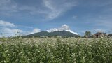 ソバの花が満開　八ヶ岳を背景に白い花が一面に広がる　|TBS NEWS DIG