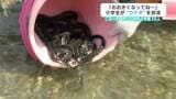「大きくなってね~」小学生が土居川に“ウナギ”放流 仁淀川町・池川小学校の児童30人(高知)|TBS NEWS DIG