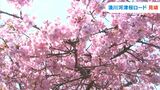 「桜がいっぱいで癒やされます」東かがわ市「湊川河津桜ロード」で早咲きのサクラが見ごろ 約80本の河津桜がほぼ満開【香川】 | 岡山・香川のニュース | 天気 | RSK山陽放送