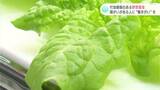 農薬不使用の農業施設が新たに完成！付加価値のある野菜栽培で、障がいのある人たちの“働きがい”に|TBS NEWS DIG
