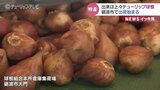 品質は良好 チューリップ球根の集荷始まる 大きさや傷、腐敗がないか検査 富山・砺波市|TBS NEWS DIG