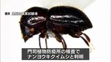 マンゴーなどを枯らす害虫「ナンヨウキクイムシ」 宮崎県内で初めて確認 |TBS NEWS DIG