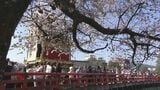 桜の下、絢爛豪華な祭り屋台が古い街並みを練り歩く 春の高山祭 |TBS NEWS DIG