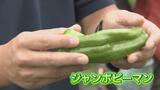 ピーマン嫌いも喜んで…猛暑続きで甘くなった?お得な夏野菜に変化…富山|TBS NEWS DIG