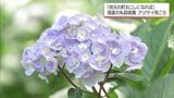 約20年 個人で管理続ける 約100種類250株のアジサイが見ごろ 国富町の私設庭園「里山ガーデン」 | MRTニュース | MRT宮崎放送