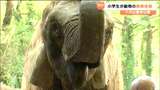 ゾウのフン70kg片づけてからの餌やり「大変だぁ!」小学生が動物園の飼育員体験 仙台・八木山動物公園 | 宮城のニュース│tbc NEWS│tbc東北放送