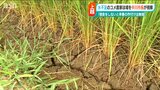 「水のないのが一番キツい自然災害」梅雨明けから降水量ほぼゼロ　深刻渇水で「コメ品質に危機感」　|　新潟のニュース・天気｜BSN NEWS｜BSN新潟放送