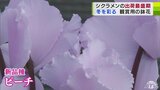冬の花可憐に咲きそろう「シクラメン」出荷が最盛期　新品種「ピーチ」は桃を想わせる淡いピンク色　|　青森のニュース│ATV NEWS│青森テレビ