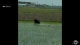 むつ市 山本知也 市長ら一行が東京で要望活動 クマ対策については環境省が6月から東北で頭数調査を行うと明らかに | 青森のニュース│ATV NEWS│青森テレビ