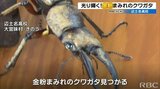 “金粉まみれ“のクワガタ発見!|TBS NEWS DIG