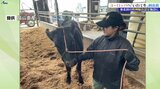 重視されたのはアニマルウェルフェア 欧州への輸出牛肉を扱う処理施設として東北初の認定で「いわて牛」の出荷開始 岩手・紫波町 |TBS NEWS DIG