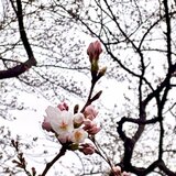 【速報】高田の桜開花宣言　観測史上最も早い開花　新潟・上越市|TBS NEWS DIG
