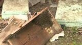 クマに狙われたか…?民家の庭の養蜂箱1つが壊される…箱の中のミツバチの巣なくなる…長野・飯田市の男性「こうした被害は初めて…」 | SBC NEWS | 長野のニュース | SBC信越放送