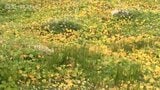 立山室堂平に黄金のじゅうたん! 高山植物イワイチョウが色づき始める 富山|TBS NEWS DIG