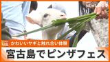 参加者たちが個性的なヤギの鳴きマネを披露 声宮古島でヤギと触れ合う「ピンザフェス」開催 | 沖縄のニュース|RBC 琉球放送