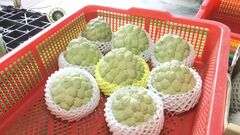 台湾総統選へむけ「政治的圧力」か　中国政府　国民党地盤の果物の輸入業者を大幅増| TBS CROSS DIG with Bloomberg