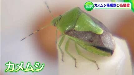 大量発生中のカメムシを捕獲する便利グッズ「ぱっくりん」開発者は