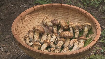 うらやましい…中学生が学校の林で松茸35本収穫、給食に登場予定 山口