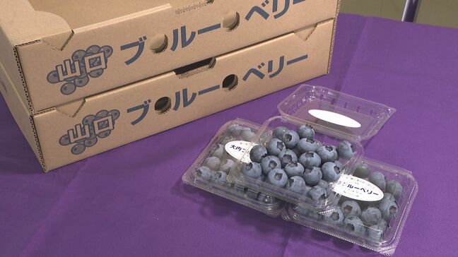 糖度は13度以上!酸味が少なくとても甘~い 特産品“大内ブルーベリー”出荷本格化|TBS NEWS DIG