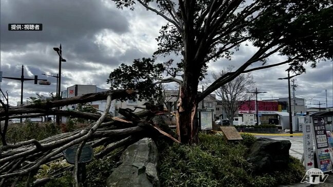 八戸市で台風並みの非常に強い風が吹く 倒木被害も|TBS NEWS DIG