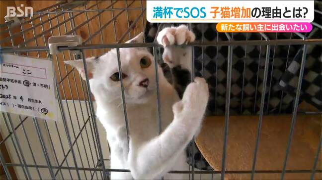 子猫は新たな飼い主に出会いたい!飼育スペース“満杯”でSOS「動物飼いたい人は 愛護センターも選択肢に」新潟市|TBS NEWS DIG
