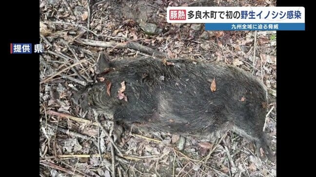 熊本初〝野生イノシシ〟が「豚熱」感染 九州全体に迫る脅威|TBS NEWS DIG