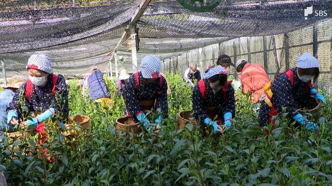 高級ブランド茶「高嶺の香」柔らかな新芽を手積み 新茶シーズン幕開け告げる静岡茶市場の初取引を前に|TBS NEWS DIG
