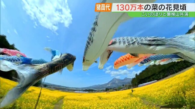 黄色いじゅうたん…磐梯山、こいのぼりと共演 菜の花見頃 福島・猪苗代町|TBS NEWS DIG