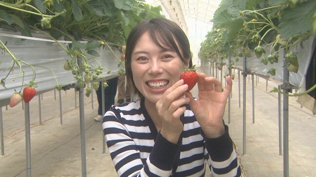 ゴールデンウィークはイチゴ狩り!SNS投稿でプレゼントも 福島|TBS NEWS DIG