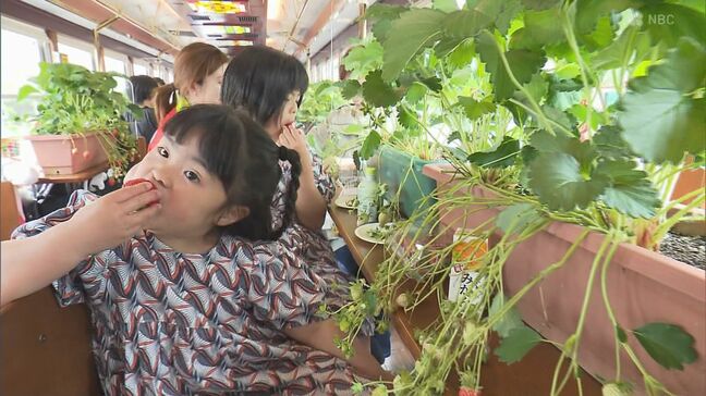 応募総数1880人「目標は100個」路面電車でいちご狩りといちごサンド「いちご電車」で長崎県産ゆめのかを堪能|TBS NEWS DIG