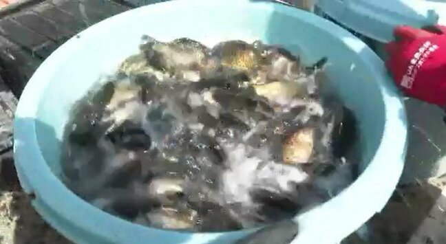 県の佐久水産試験場で親ブナの出荷　佐久地域の伝統食コブナの養殖へ　産卵期の親ブナ約400キロを販売　長野|TBS NEWS DIG