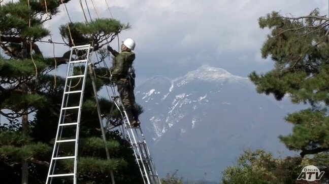 樹木の冬支度 着々と 青森県弘前市「藤田記念庭園」で『雪吊り』作業 雪吊り・紅葉・岩木山のコラボ「楽しんで」|TBS NEWS DIG
