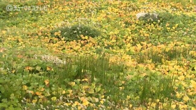 北アルプス立山連峰 “室堂平” …黄金のじゅうたん！ 高山植物イワイチョウ色づき始める|TBS NEWS DIG