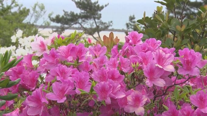 ヒラドツツジ見ごろ　島根県立石見海浜公園　|　BSSニュース | BSS山陰放送