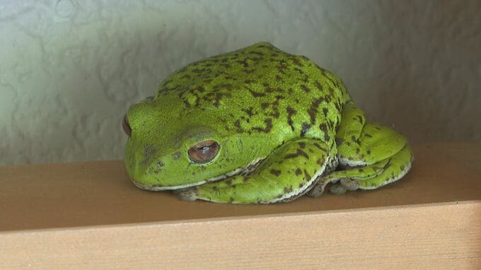 今年もいるかな？…いました！準絶滅危惧種・モリアオガエル「本当によく来たね」　山口・萩|TBS NEWS DIG