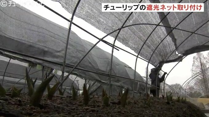 今年は350万本のチューリップフェア 開花を調整する遮光ネットの取り付けはじまる 富山・砺波市　|　富山のニュース｜天気・防災｜チューリップテレビ