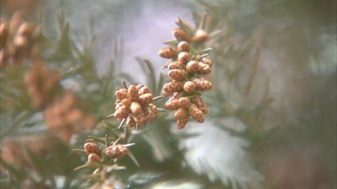 来年春のスギ・ヒノキ花粉　今年春の2.5倍に大幅増加の見込み　夏の猛暑など原因　山梨　|　山梨のニュース | ＵＴＹテレビ山梨